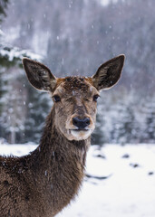 deer in winter forest