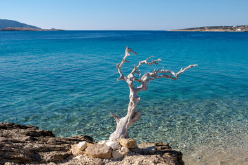 Lonely dry tree by the beautiful clear greek sea. Taken in Koufonisia island  Concept of solitude, isolation, 
