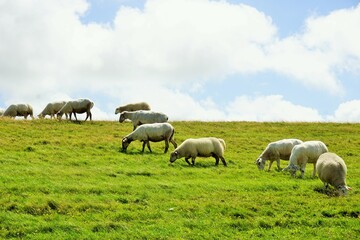 Naklejka na ściany i meble Schafe auf dem Deich / Sheep on the dike