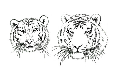 Hand-drawn tiger heads on a white background. Drawing in ink