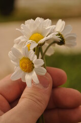 white flower in hand