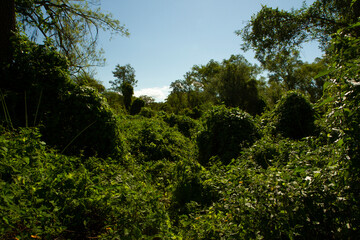 Fototapeta premium View of an enchanting green forest foliage and leafage with a beautiful sunlight in Pre Delta National Park