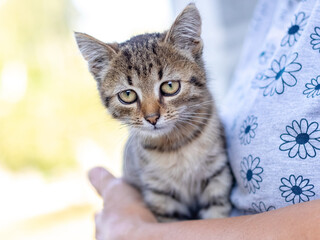 Elderly woman holding a small striped kitten. Caring for animals
