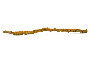 Lichen on a tree branch isolated on white background.