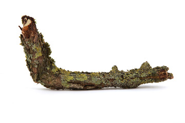 Moss and lichen on a tree branch isolated on white background.