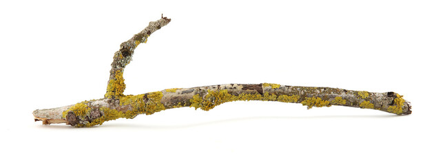 Lichen on a tree branch isolated on white background. © vaitekune