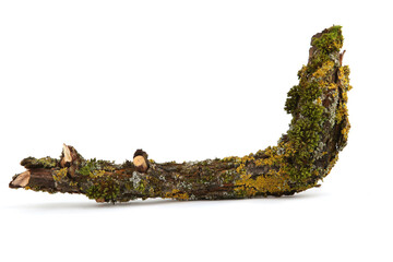 Moss and lichen on a tree branch isolated on white background.