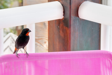 Petit oiseau exotique sur une terrasse © feuerpferd1111