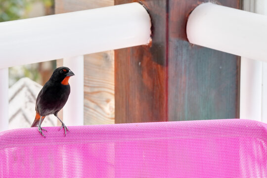 Petit oiseau exotique sur une terrasse