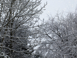 Fototapeta na wymiar winter tree branches covered in snow against a blue sky