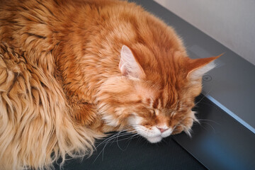 A red Maine coon cat sleeping on a treadmill. Close up.