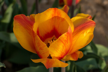 tulip