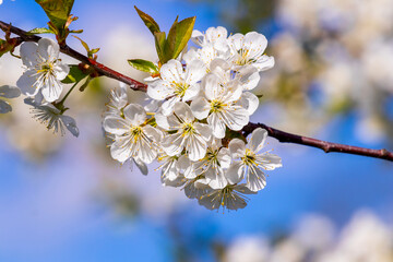 Cherry branch with white flowers on a background of blue sky