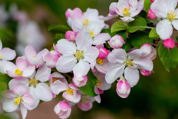Apple tree branch with delicate pink flowers