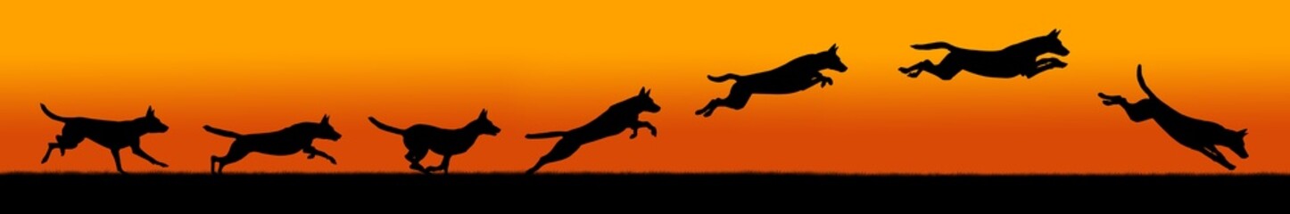 Malinois dog silhouettes in motion, dogs silhouettes against sunset background, jumping dynamics