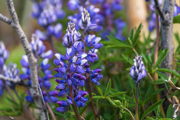 Wild delphinium purple flowers in summer time. Larkspur in focus with blurred background. 