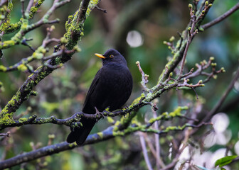 Obraz premium Blackbird 