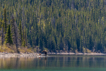 Wilderness of Canada with a mother moose and young calf walking in a pristine lake in summer time. 