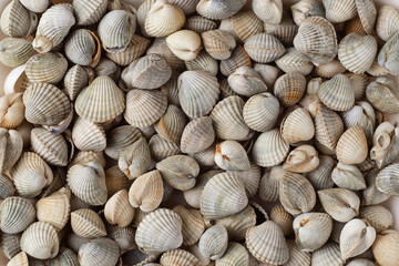 Background of many sea shells