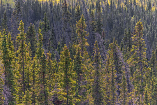 Wilderness of the vast boreal forest in northern Canada seen in the summer time with many spruce and pine trees 