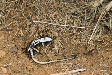 Closeup of a dead lizard surrounded by some ants in nature