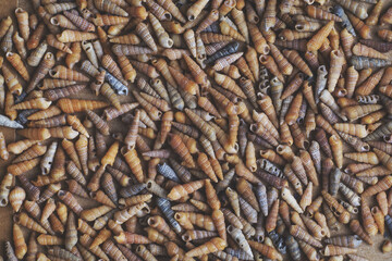 Background of many sea shells
