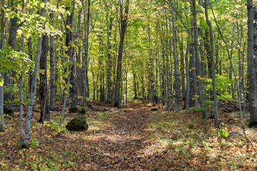 The North Country Trail in the fall, covered in leaves - this is a long thru-hike along the Upper Peninsula of Michigan