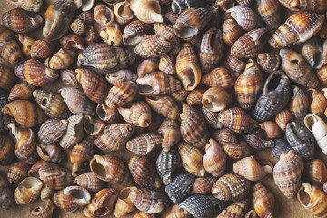 Background of many sea shells