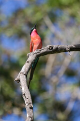 Southern Carmine Bee-eater, Kruger National Park 