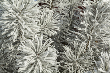 Hoarfrost on cedar branches in the forest. Preparation of a background for a layout on a winter theme.