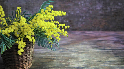 branches of yellow mimosa on dark old wooden background.