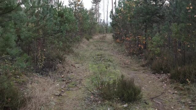 Autumn landscape in the forest, trees without leaves and a forest clearing road. Video effect Dolly Zoom. 