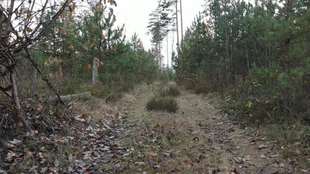 Autumn landscape in the forest, trees without leaves and a forest clearing road. Video effect Dolly Zoom. 