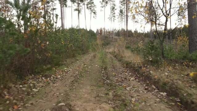 Autumn landscape in the forest, trees without leaves and a forest clearing road. Video effect Dolly Zoom. 