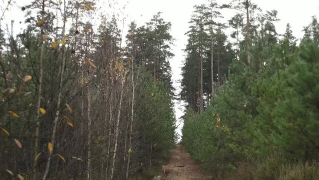 Autumn landscape in the forest, trees without leaves and a forest clearing road. Video effect Dolly Zoom. 