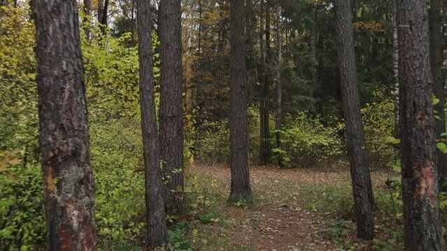 Autumn landscape in the forest, trees without leaves and a forest clearing road. Video effect Dolly Zoom. 