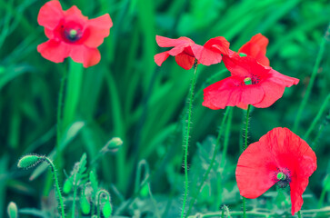 red poppy in a field