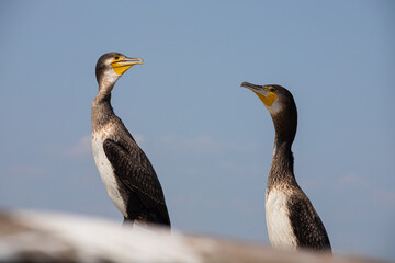 A black cormorant perching on the background of blue sky