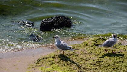 Adorable seagulls run along the coastline, spreading their white-gray wings and picking up food...