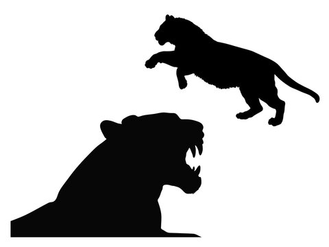 realistic black tiger silhouettes highlighted on a white background for decoration