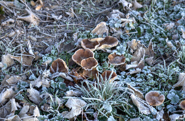 mushrooms in the snow