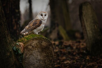 owl at old jewish graveyard