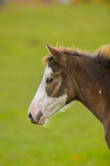 Fototapeta premium paint or pinto foal filly or colt baby horse portrait with white face and blue eye ears forward fuzzy mane and forelock cute young baby horse brown and white vertical format room for type or masthead 