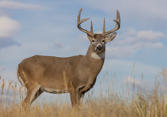 Naklejka na ściany i meble Whitetail Deer Buck in the Fall Rut in Colorado
