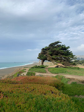 Wind blown tree