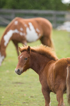 cute chestnut foal filly or colt brown with flax mane head shot of foal with paint mare in background vertical format room for type or masthead on top little star on foals face paint horse behind 