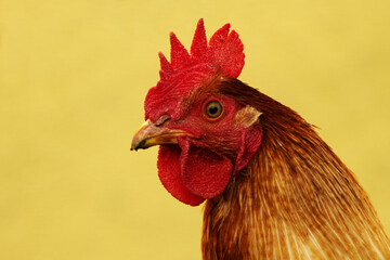 Detailed portrait of brown rooster on a yellow background