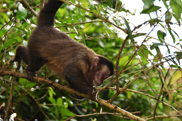 Monkey, Argentina