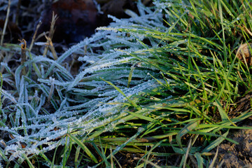 frost on grass