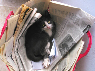 Stray cat sleeping in the old newspapers basket in Beirut, Lebanon.